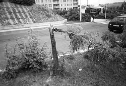 �erve�ansk�ho - Velk� Ohrada, Foto: Archiv odd. inspekce