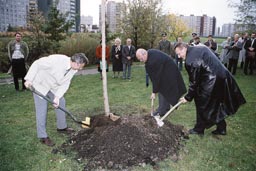 Strom zasadili svornou rukou mstostarostov (zleva) Petr Weber, Milan Dvok a Karel Mozr.