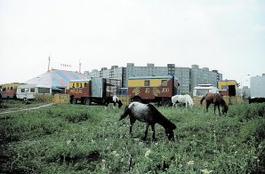 Cirkusové poníky mají rády hlavně děti, které se na nich mohou povozit