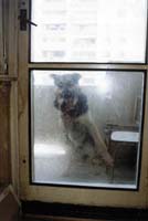 Pes zav�en� na balk�n� se o n�kolik hodin pozd�ji stal nebezpe�nou zbran� v rukou opil� neplati�ky.