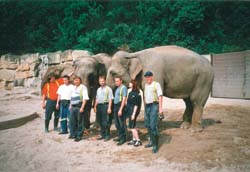 Hasi�i v trojsk� ZOO se slonicemi, kter� m�ly �t�st� a na rozd�l od slona K�dira povodn� p�e�ily