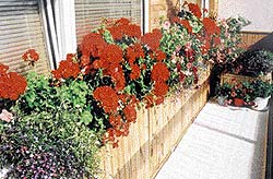 Balkon pan� Jany Chytr� ze Stod�lek rozhodn� zaujme nejen z�plavou kv�t�, ale i netradi�n� �pravou.