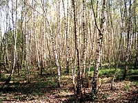 Tolik b��zek, jako pod dvorem H�je, je vid�t m�lokde v Praze